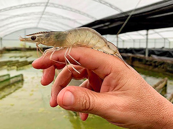Treinamento incentiva criação de camarão em Várzea Alegre